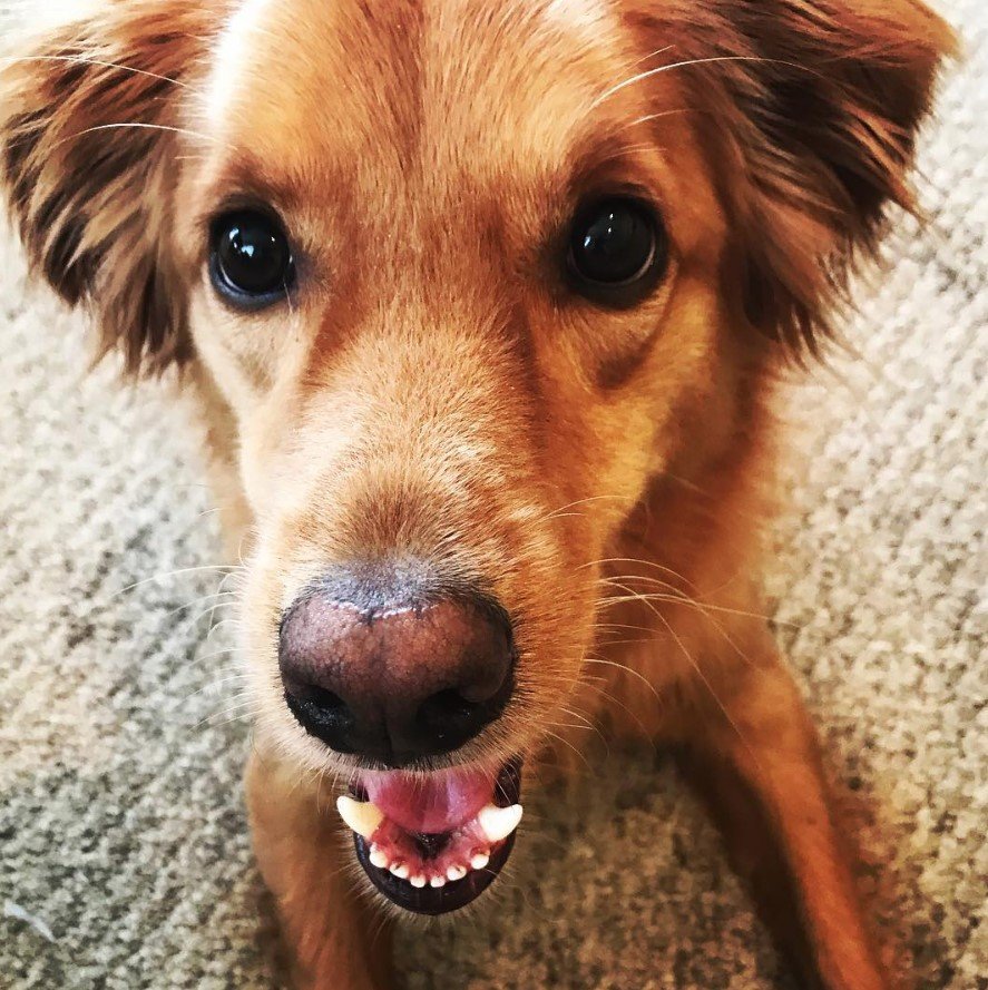 A Golden Border Retriever lying on the floor while smiling
