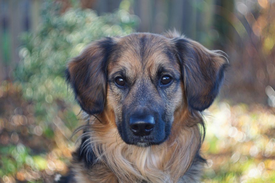A Golden Border Retriever in the forest