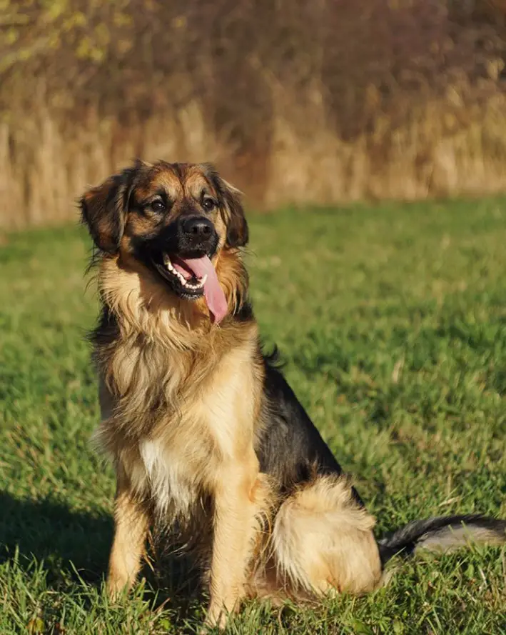 A Golden Border Retriever sitting in the field with its tongue sticking out on the side of its mouth