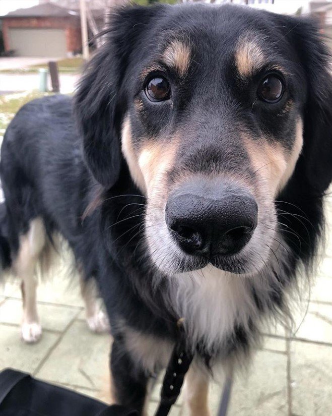 A Golden Border Retriever standing on the pavement