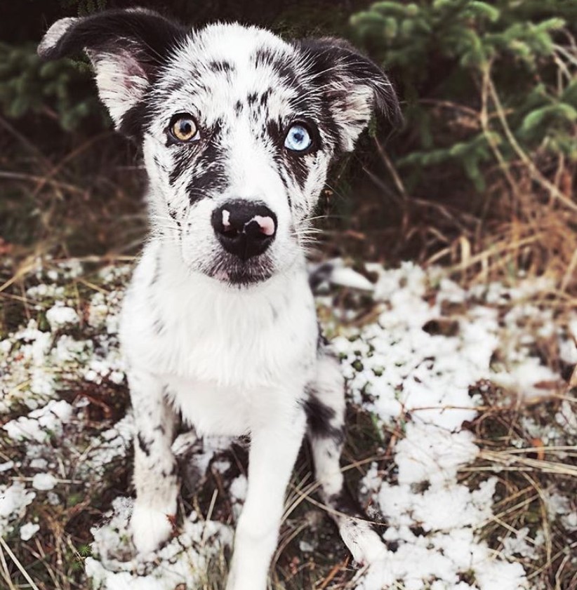 A Border Collie Husky mix puppy sitting in the grass