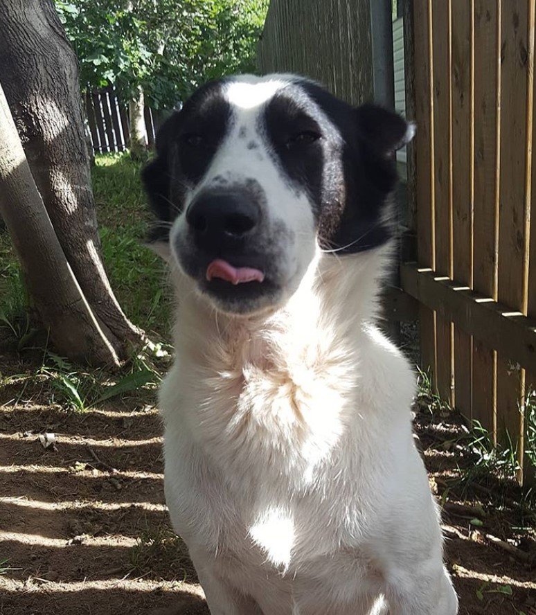 A Border Collie Husky mix sitting in the backyard