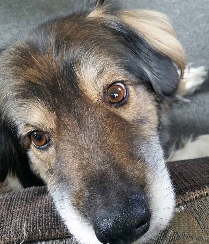 A Border Collie Husky mix lying on the floor with its head on the edge of the couch