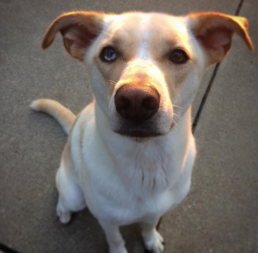 A Border Collie Husky mix sitting on the pavement