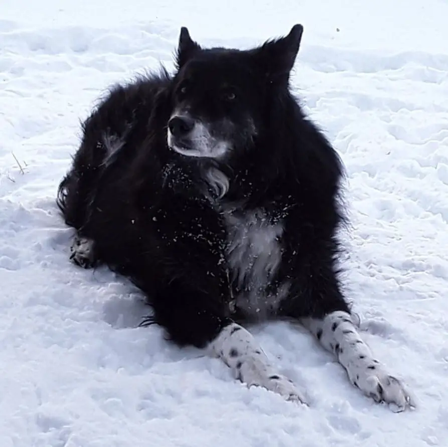 A black Border Collie Husky mix lying in snow