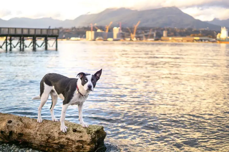 A Border Collie Husky mix standing by the beach