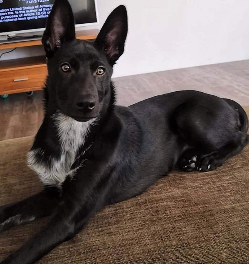 A Border Collie Husky mix lying on floor