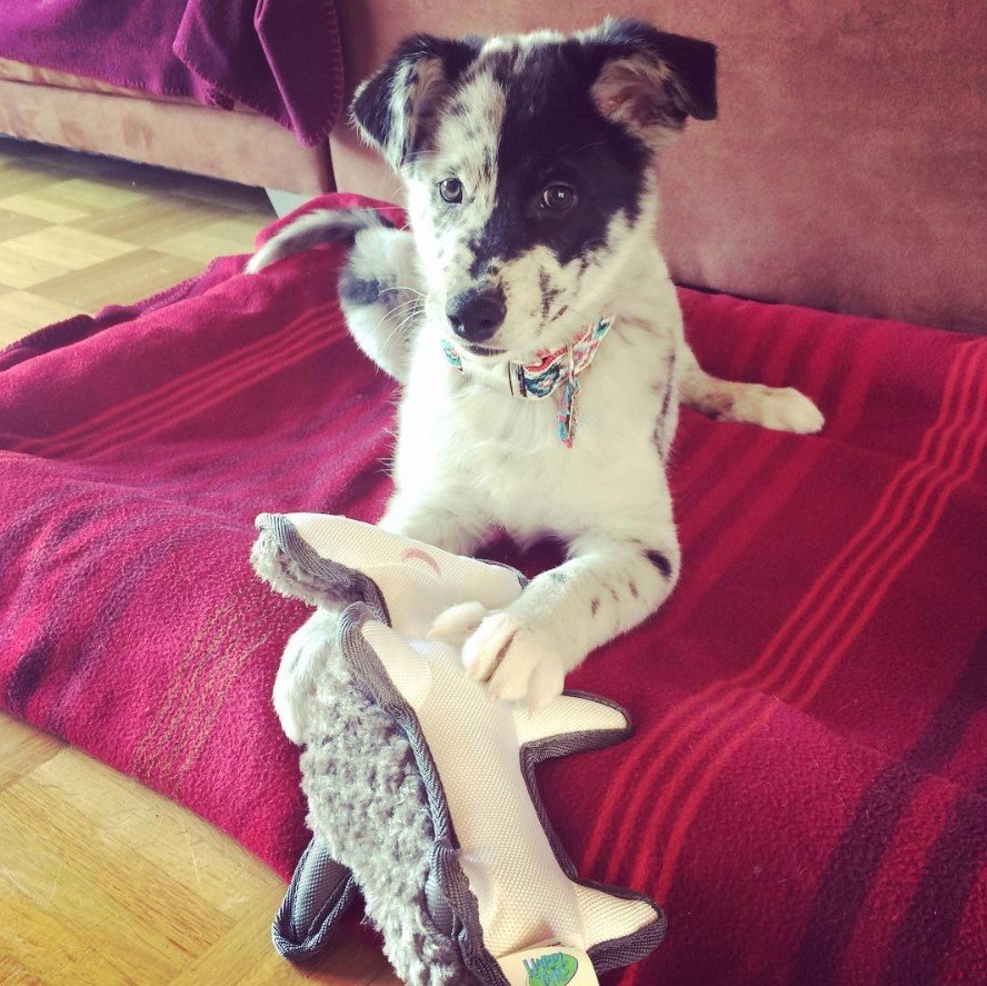 A Border Collie Husky mix lying on the bed
