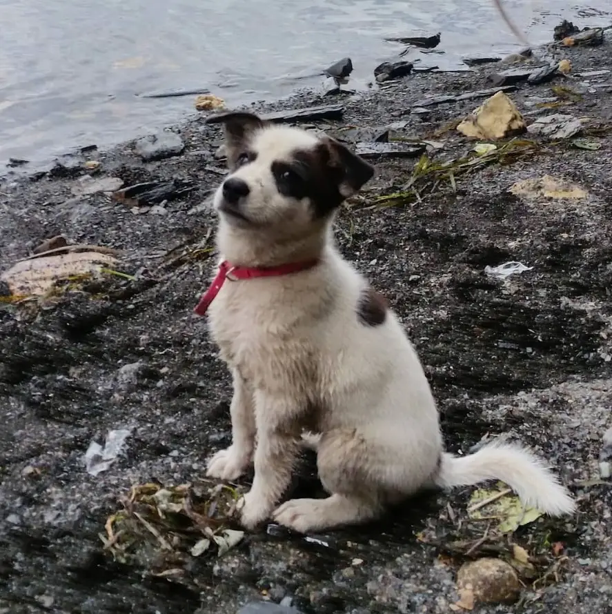 A Border Collie Husky mix sitting by the beach