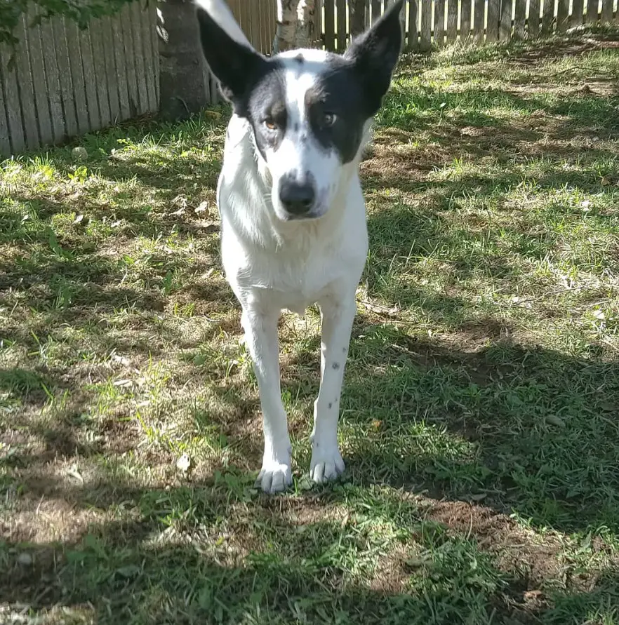 A Border Collie Husky mix dog standing in the yard