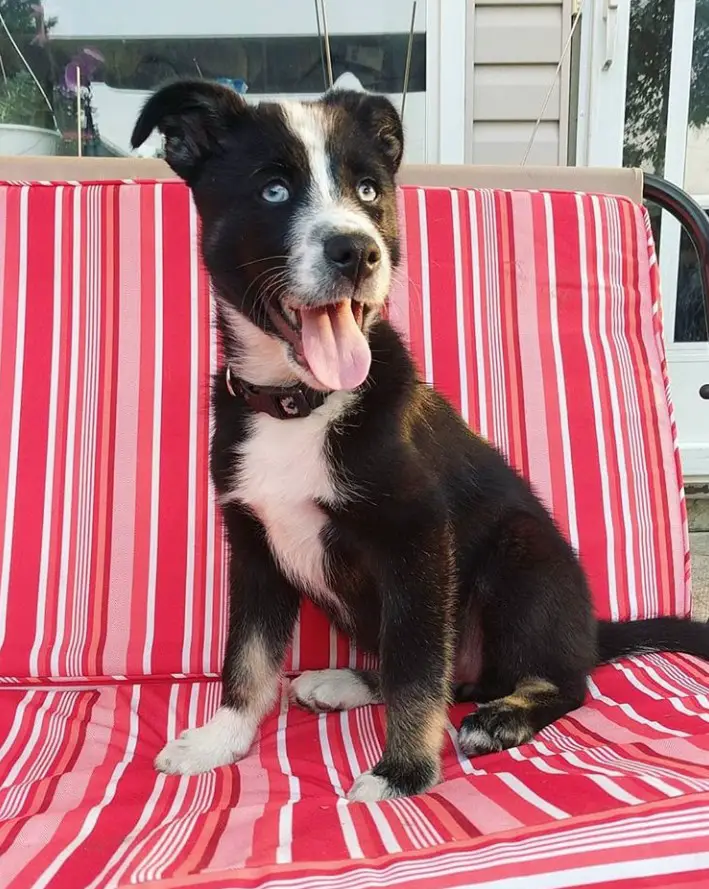 A Border Collie Husky mix sitting on the chair