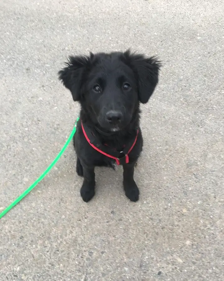 black Borador puppy sitting on the pavement while looking up with sad eyes