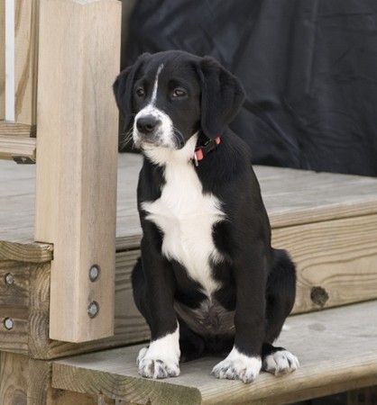 A Borador puppy sitting on the wooden stairway