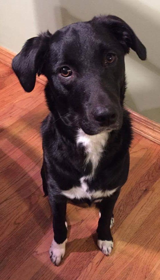 A Borador sitting on the wooden floor while looking up with its begging face