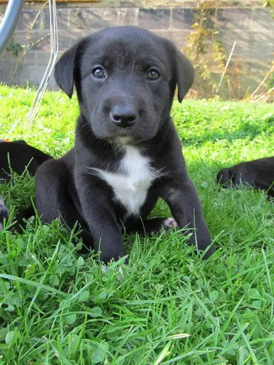 A Borador puppy sitting on the grass in the yard