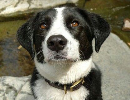 A black and white Borador sitting on the rock in the river while looking up with its begging face