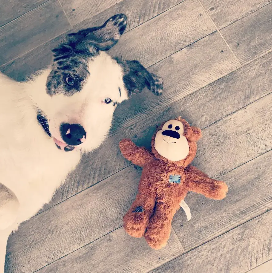 A Borador lying down on the floor with a brown teddy bear stuffed toy