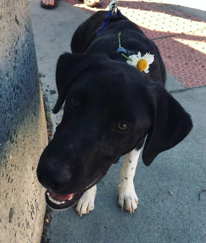 A black Borador standing on the pavement with a white daisy inserted on its harness