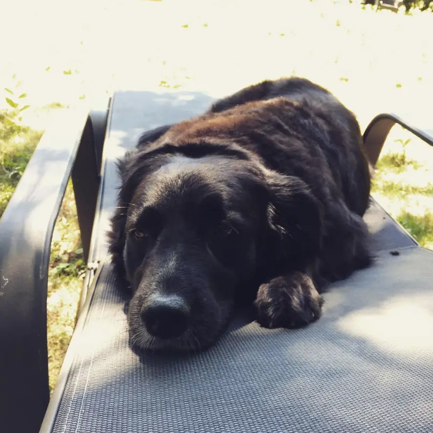 A black Borador lying on the chair outdoors