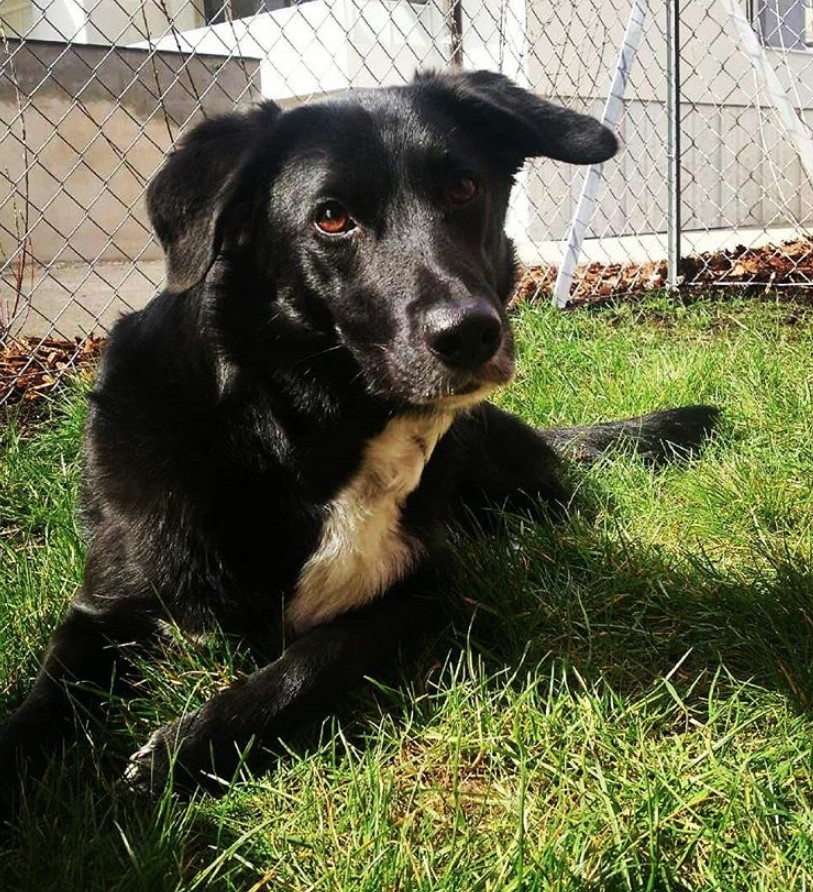 A black and white Borador lying on the grass in the yard