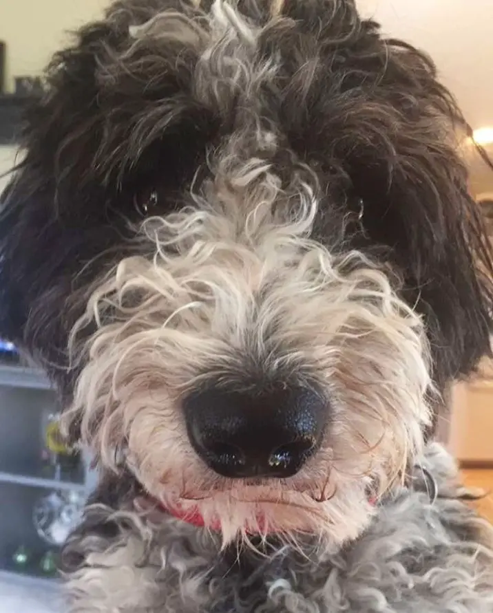 face of a Bordoodle with black and white curly hair