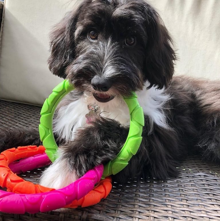30 Poodles Mixed With Border Collie The Paws