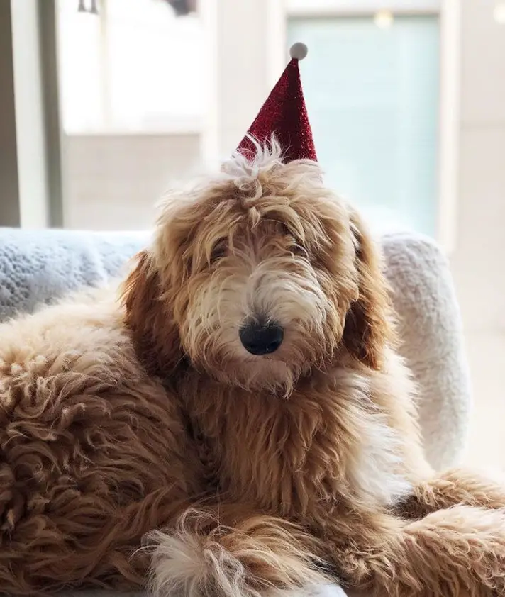 apricot Border Poodle wearing a red christmas cone hat lying on the sofa