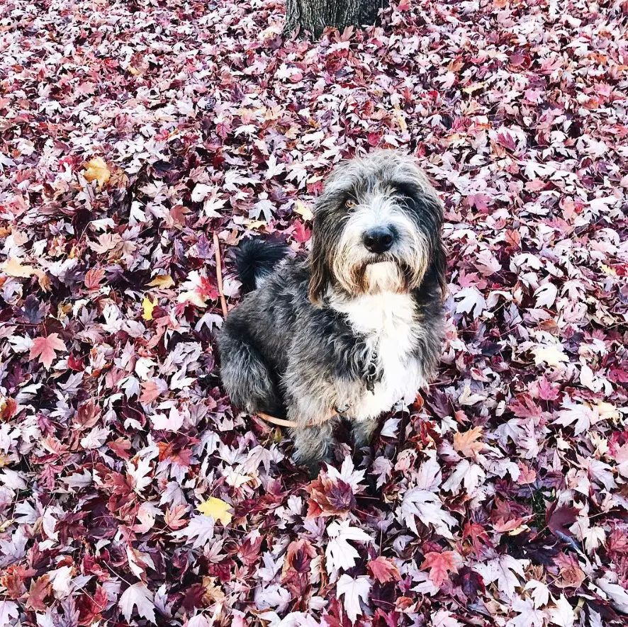 Bordoodle sitting on top of the fallen dry maple leaves on the ground