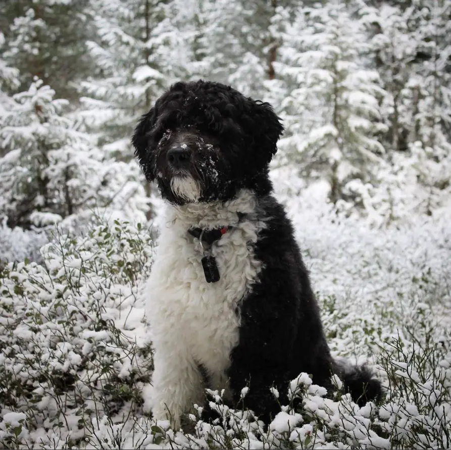 Bordoodle sitting in the middle of the plants frozen with ice in the forest