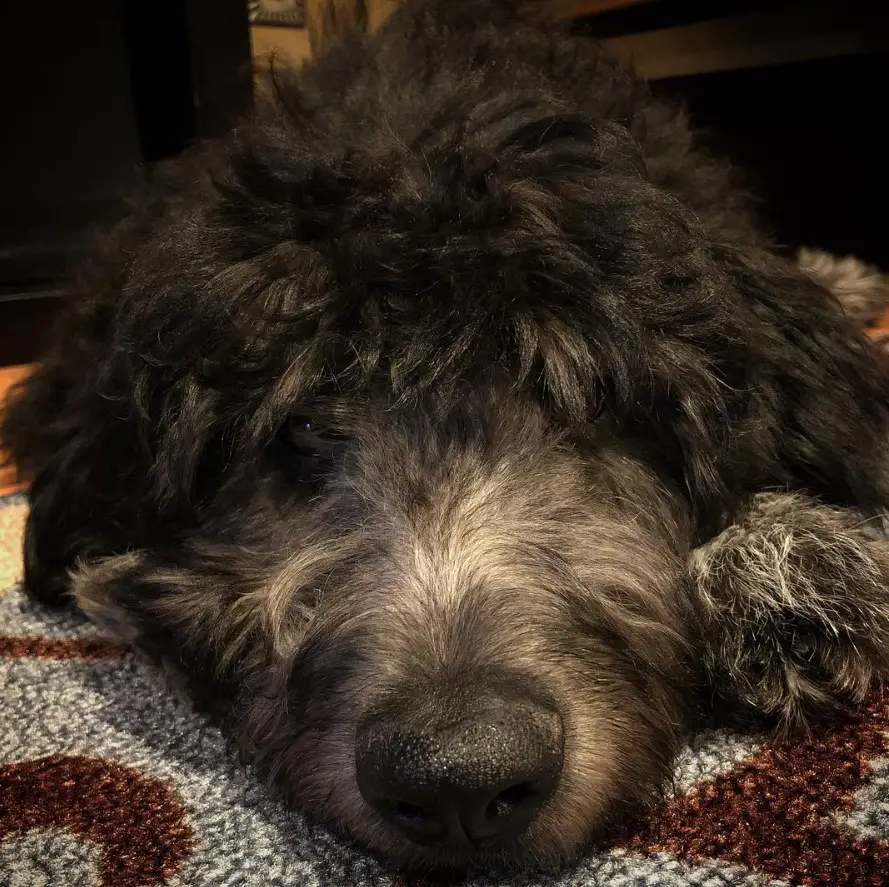 face of a Bordoodle with black and gray fur lying on the bed