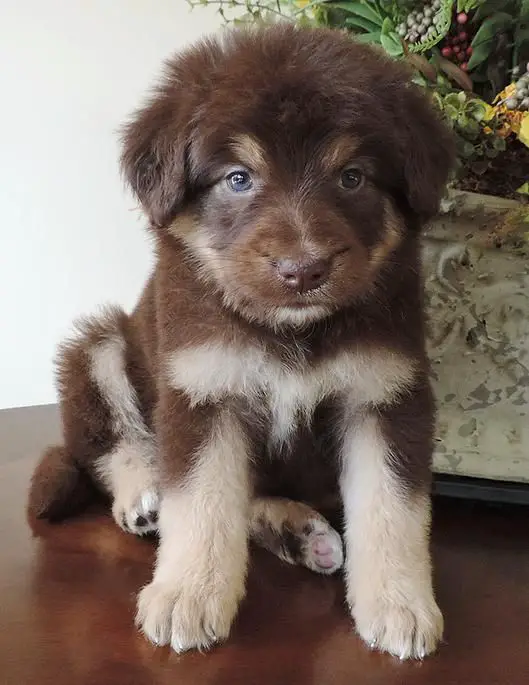 Bordoodle puppy with brown and white fur color sitting on top of the table in front of the potted plant