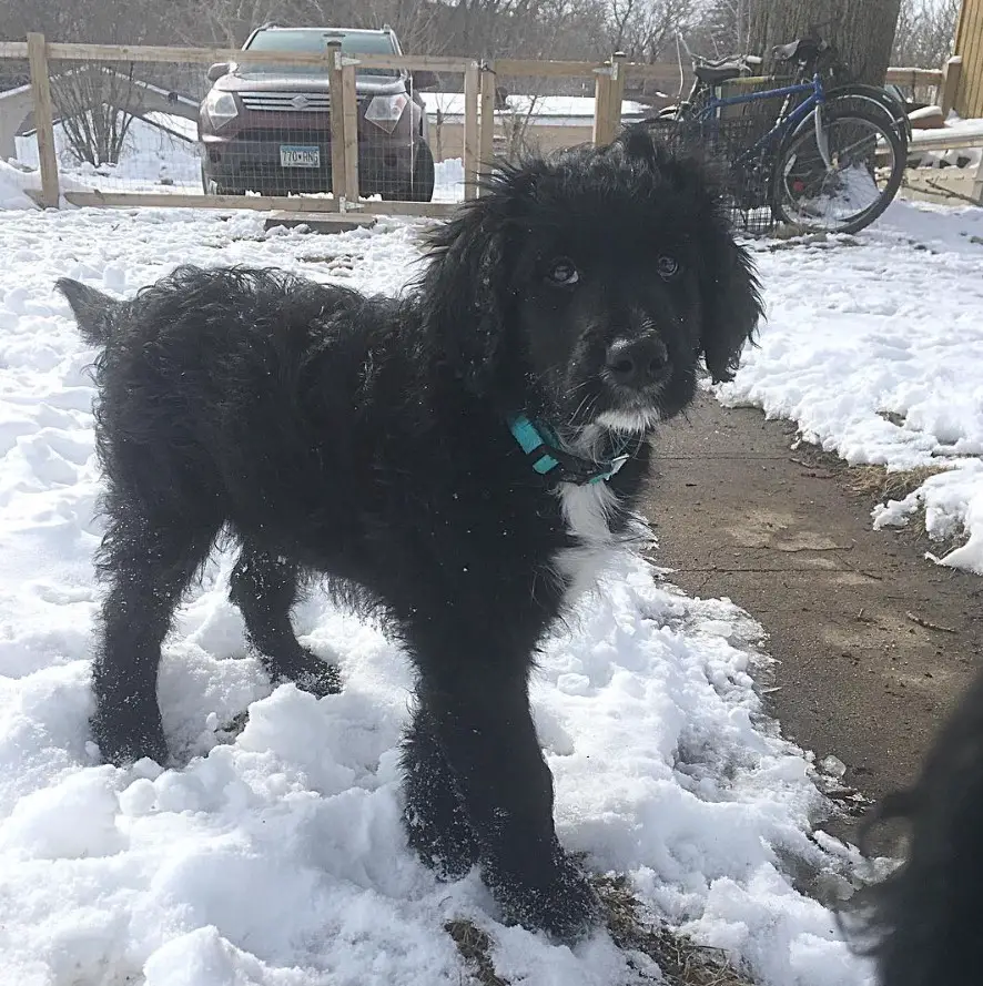 black Bordoodle dog walkng in snow