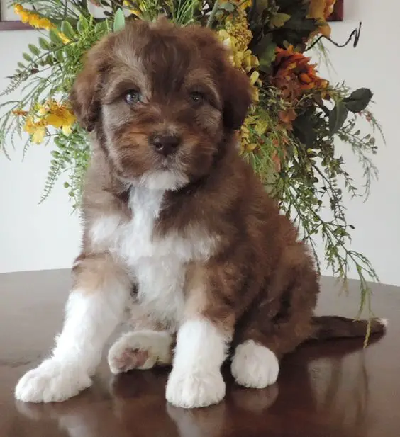 brown and white Borpoo puppy sitting on top of the table with a flower arrangement behind him.