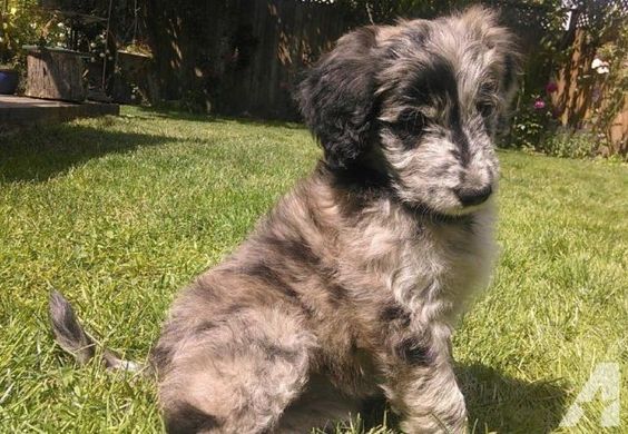 Borderpoo sitting in the yard under the sun.