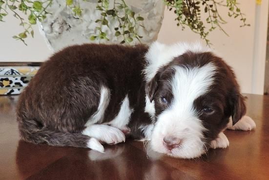 Borderpoo puppy with chocolate brown and white fur color curled up on top of the table