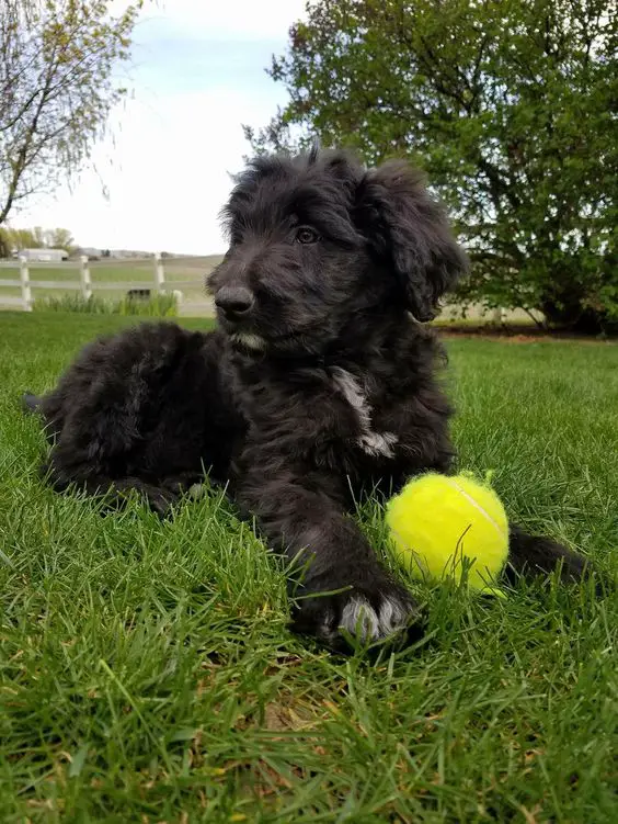 black Bordoodle lying down on the green grass with a tennis ball in front of him while looking sideways