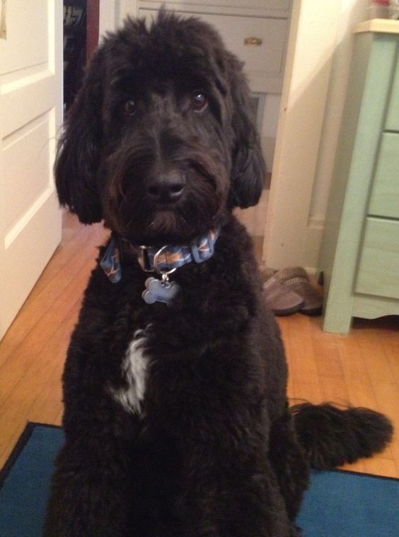 black Borderdoodle sitting on the floor while staring with its begging eyes