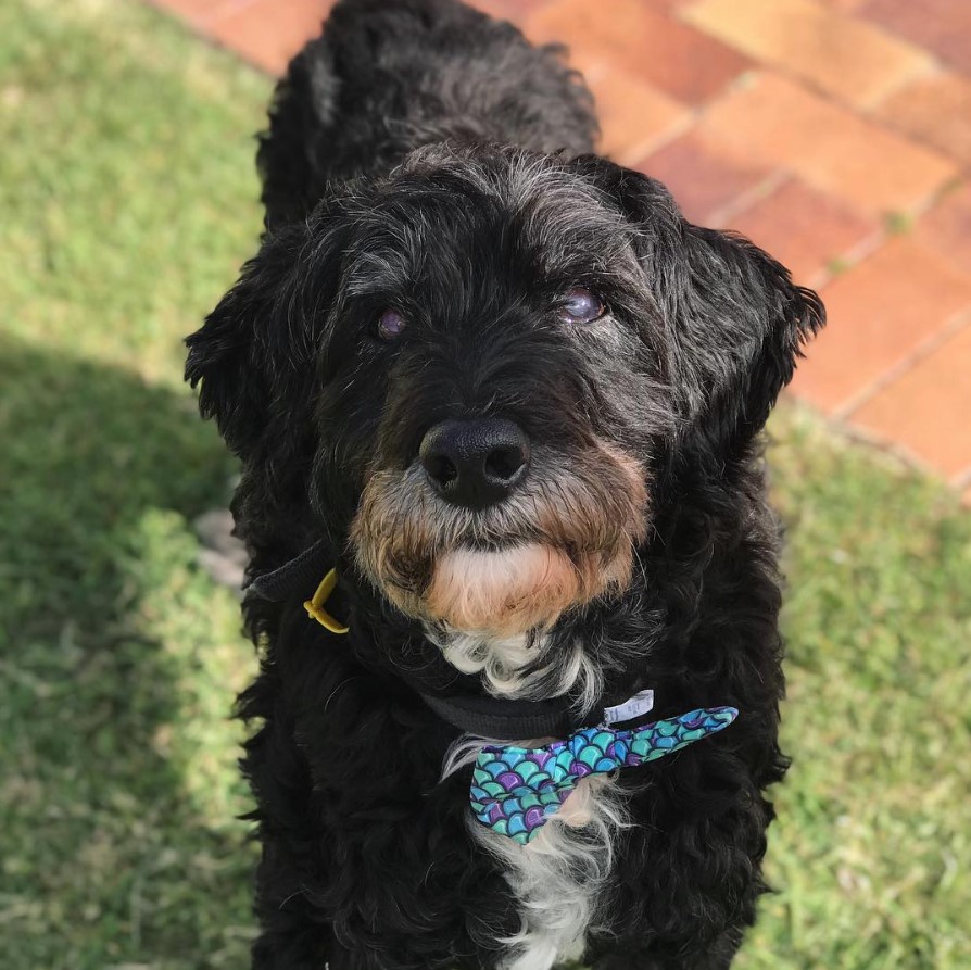 Bordoodle standing on the green grass while looking up