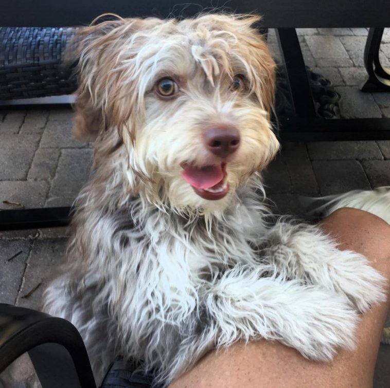 30 Poodles Mixed With Border Collie The Paws