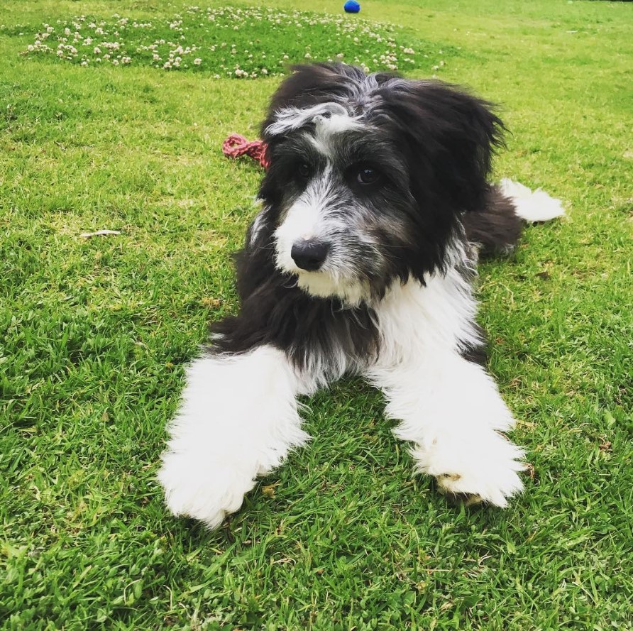 Bordoodle lying down on the green grass