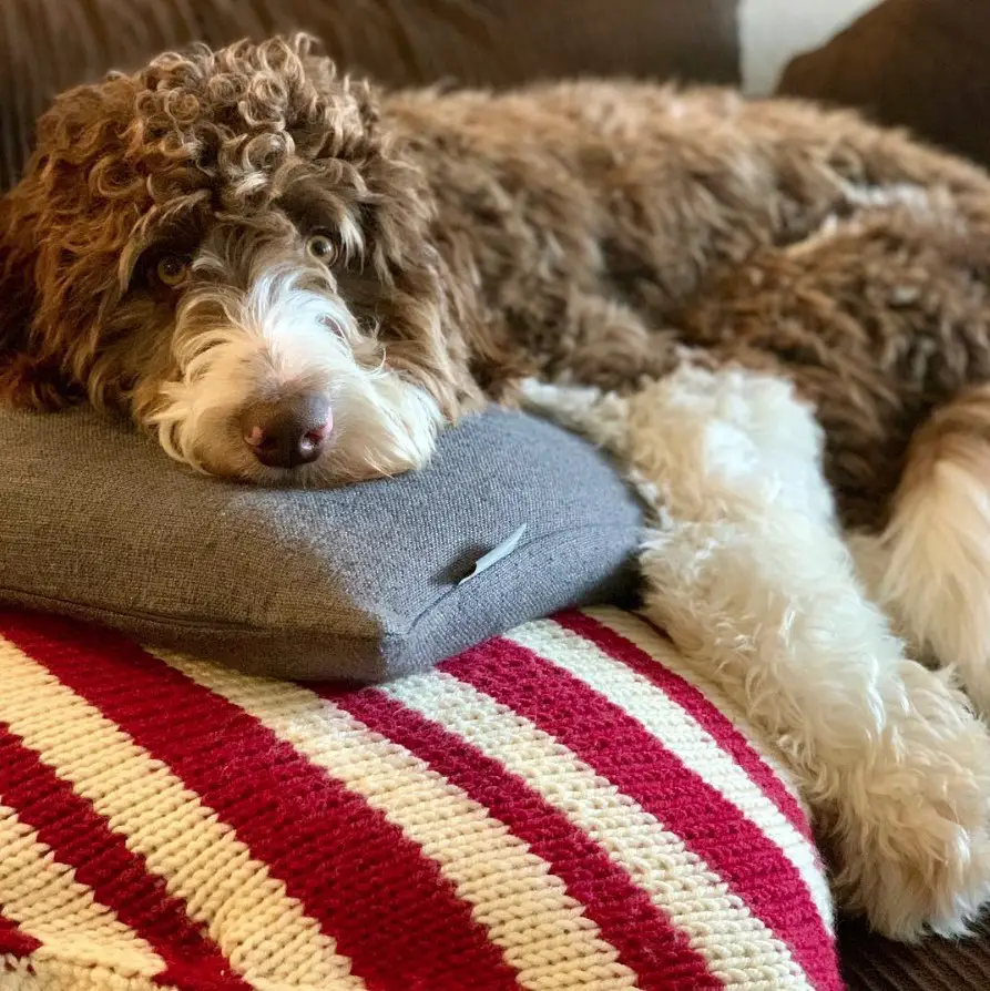 Bordoodle with brown and white curly hair lying on the couch.