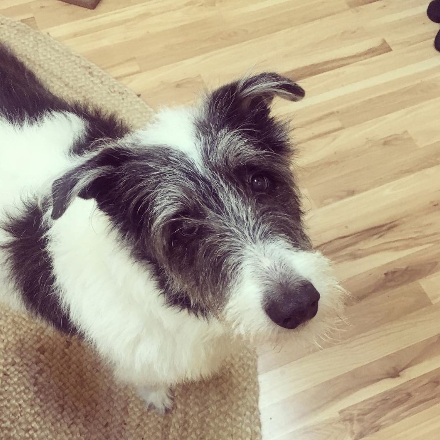 A Border Collie Terrier mix standing on the carpet with its sad face