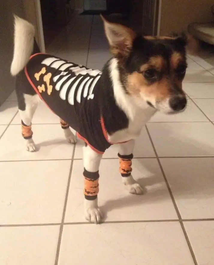 A Border Collie Terrier mix wearing a halloween costume while standing on the floor