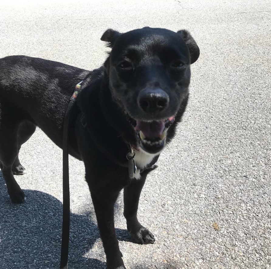 A Border Collie Terrier mix standing on the pavement while smiling