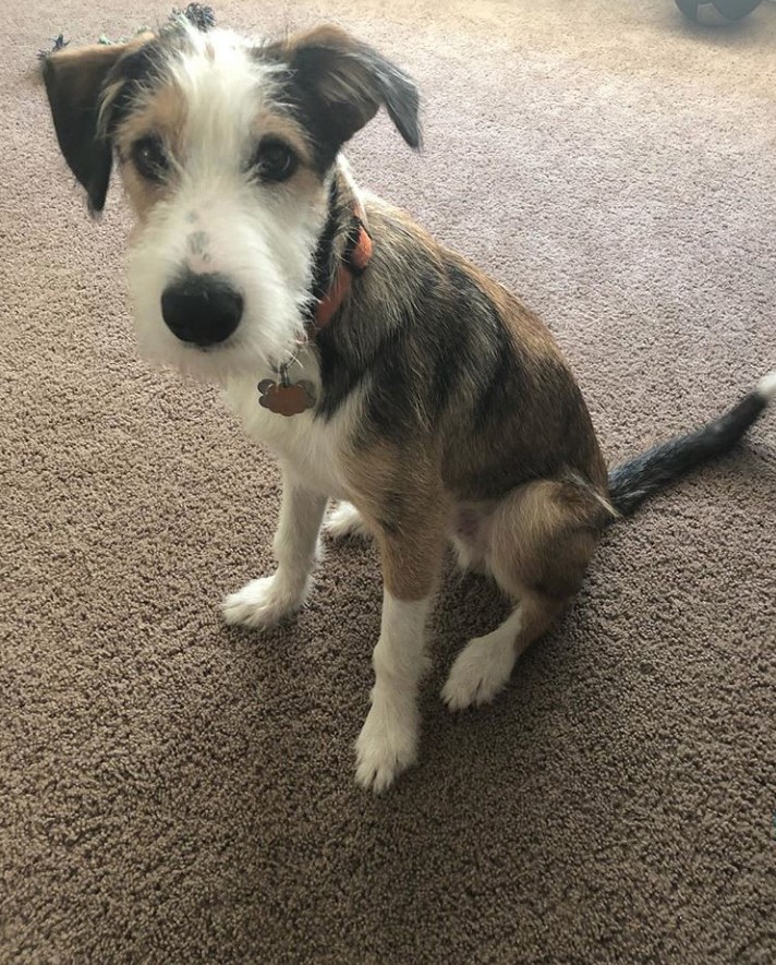 A Border Collie Terrier mix sitting on the floor