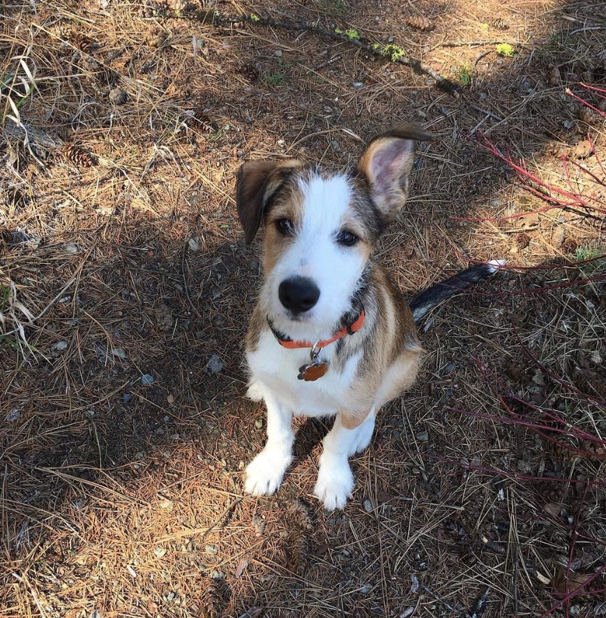 A Border Collie Terrier mix sitting on the ground with its one ear up