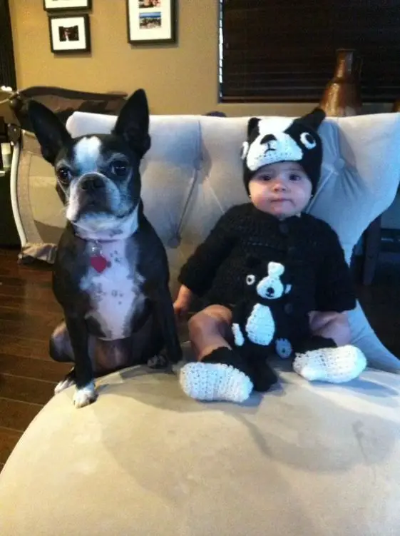 boston terrier and a child in a chair