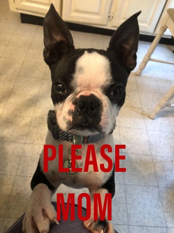 boston terrier begging with an angry face