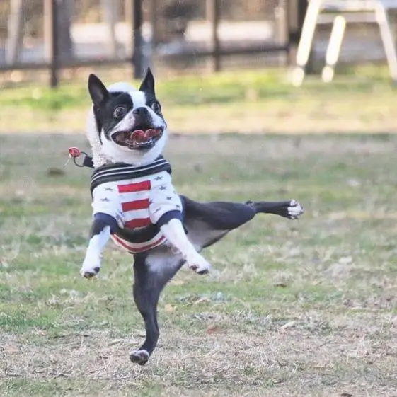 dancing boston terrier