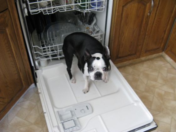 bosotn terrier in a dishwasher